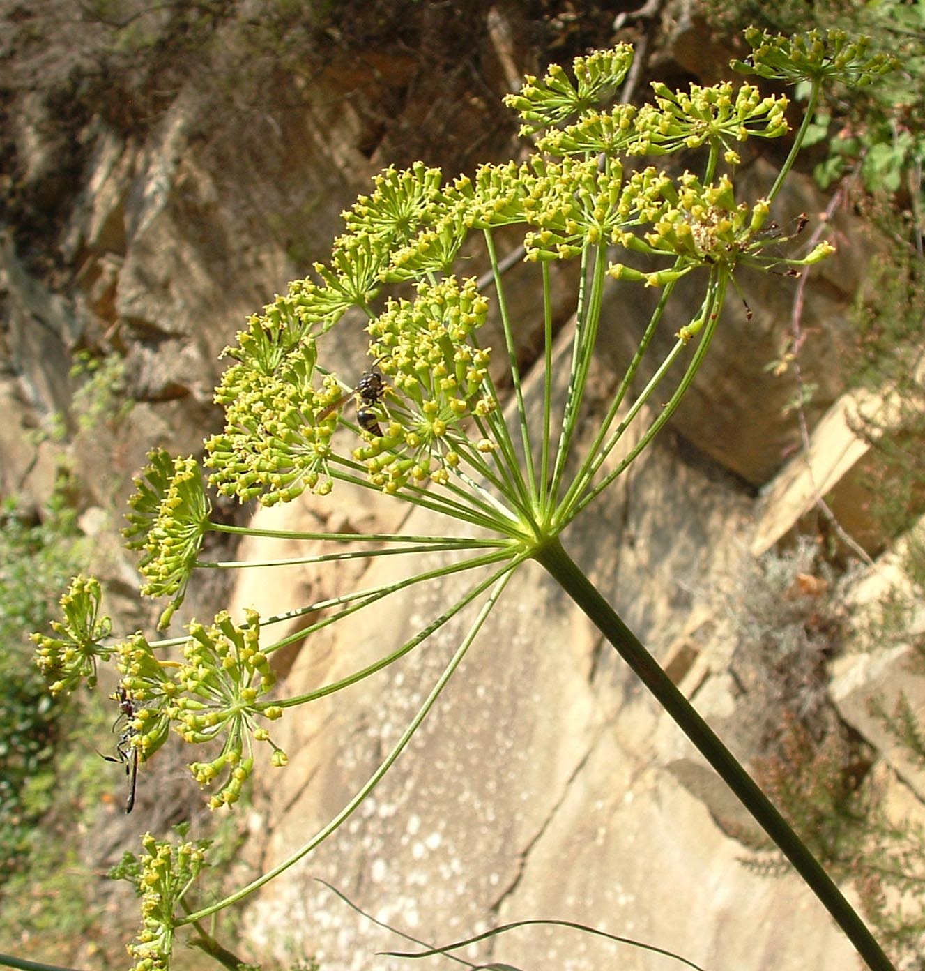 Synaema globosum e icneumonidae